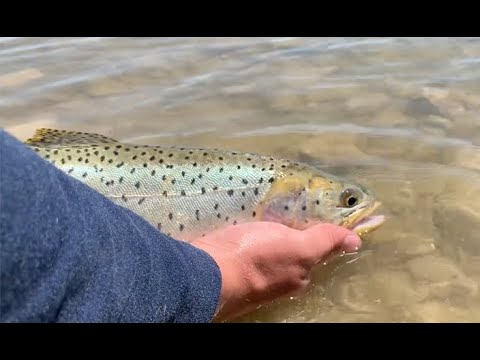 Fly Fishing from