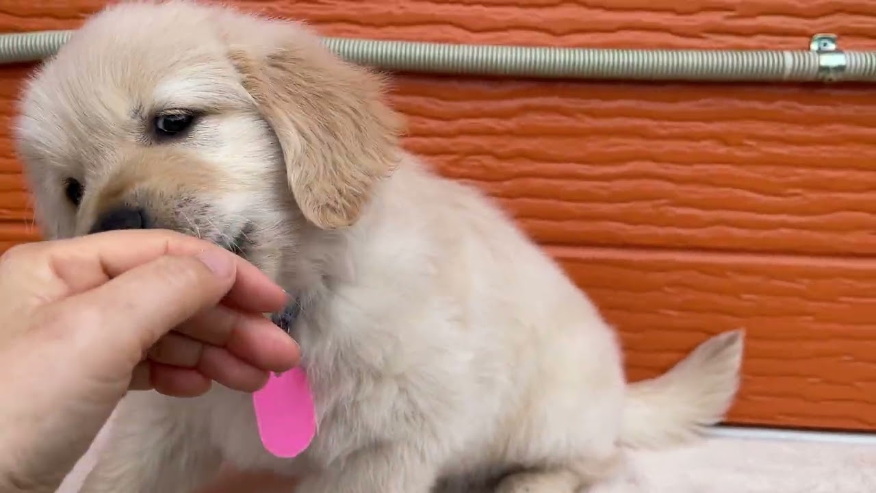 チョコの子犬11番君2026 3 6撮影