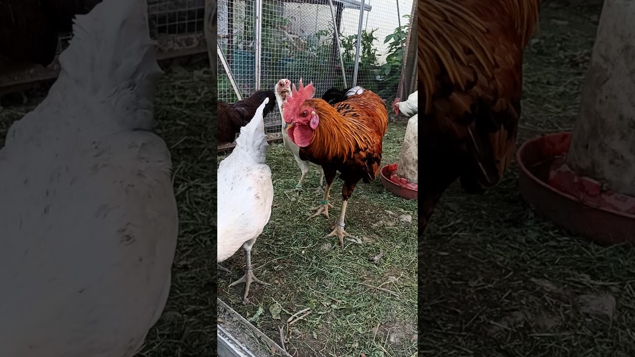 Ayam Ketawa 2 