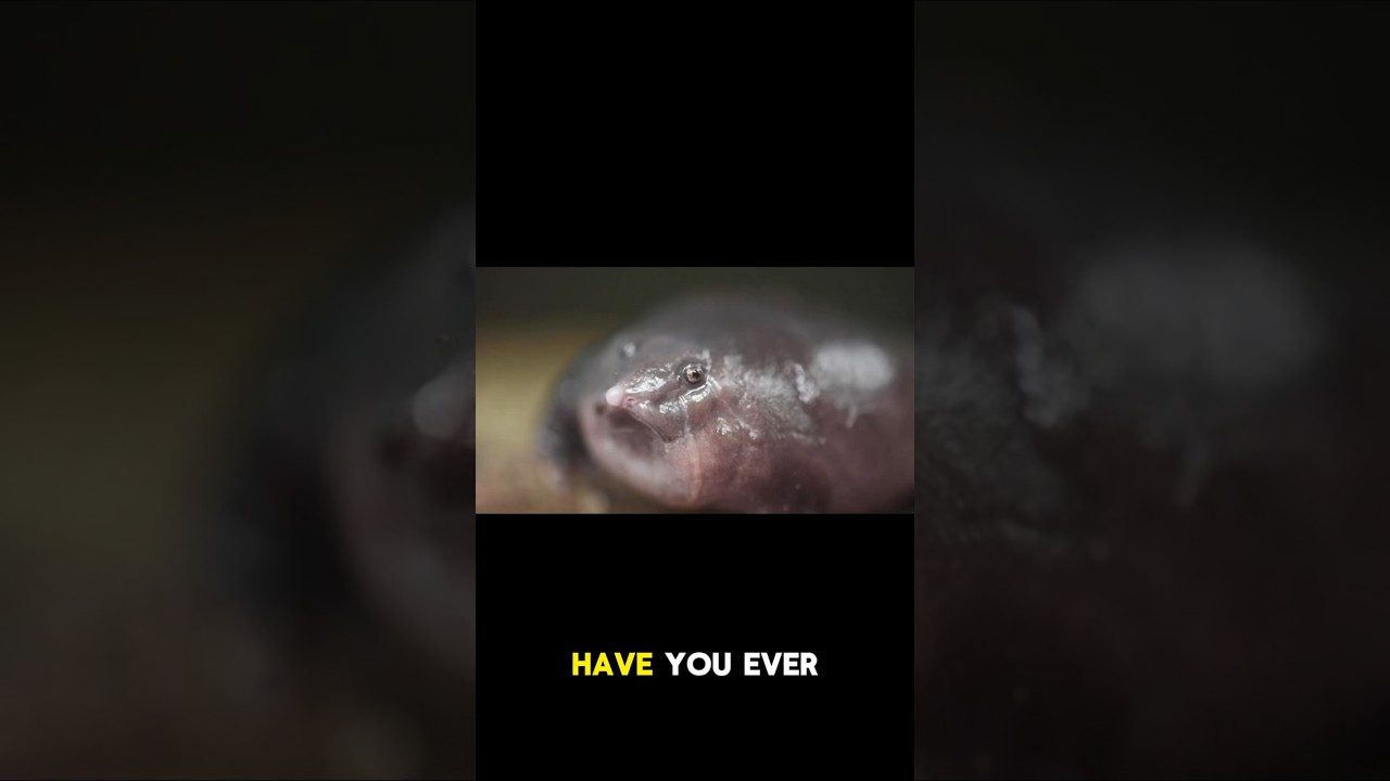 DISCOVER the Amazing Pignose Frog!