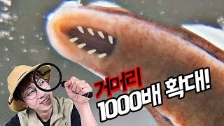 거머리 흡혈입 1000배 확대!