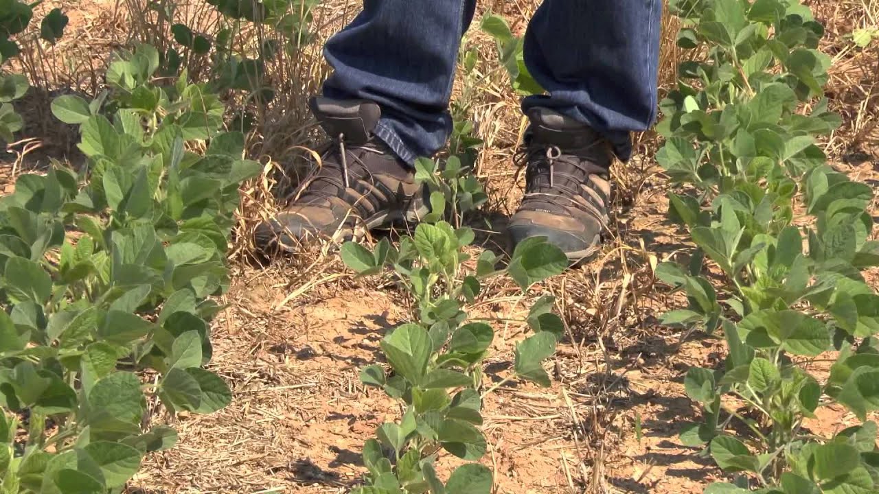 Effect of Planting Date on Double-Crop Soybeans_2015 PA On-Farm Network