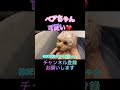 【中町兄妹】ベアちゃん可愛い #shorts #中町兄妹 #中町綾 #中町jp