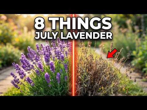 8 Things You MUST DO to Your Lavender in July (Most Gardeners Get This Wrong)