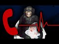 The Most HORRIFYING 911 Calls