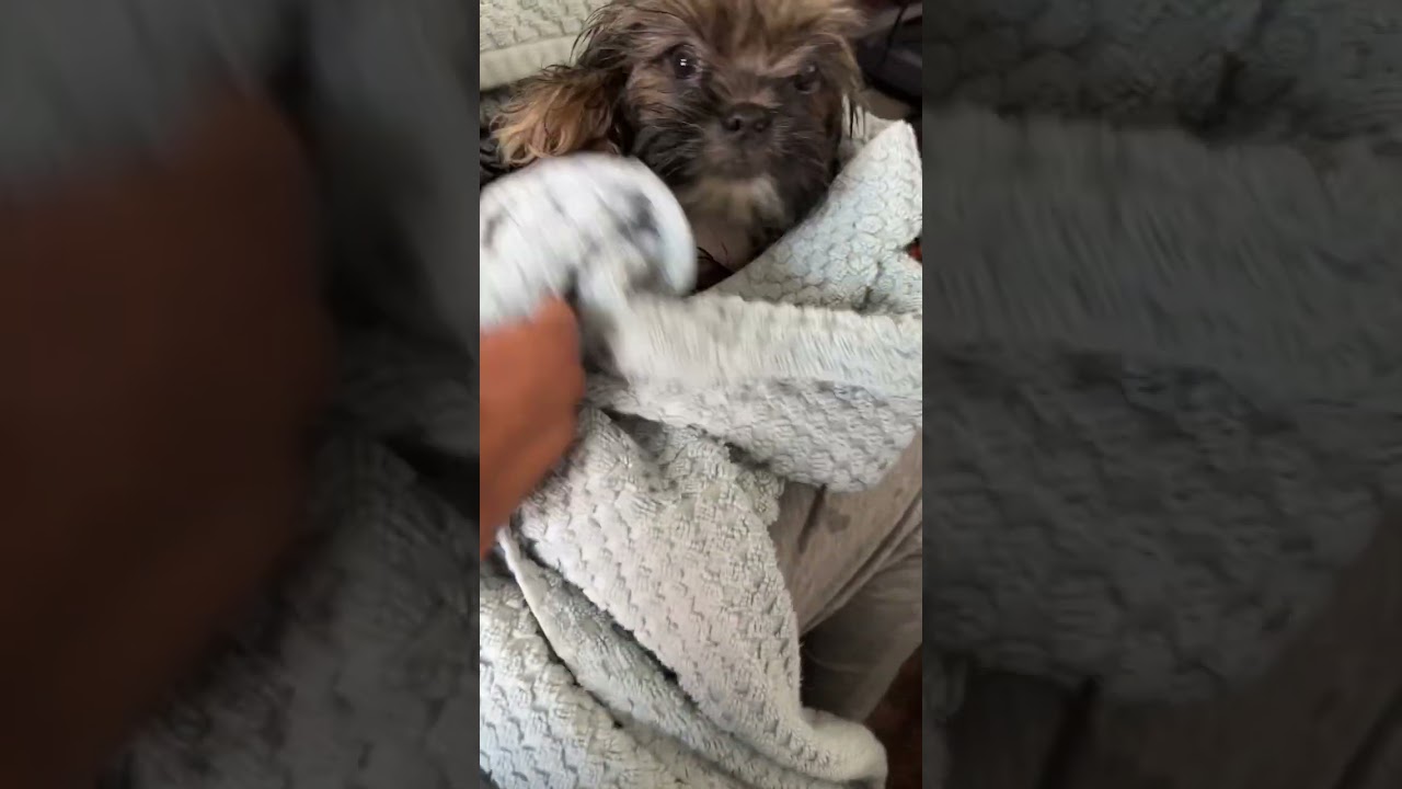 baby-shih-tzu-post-bath-part-2-shorts-youtube