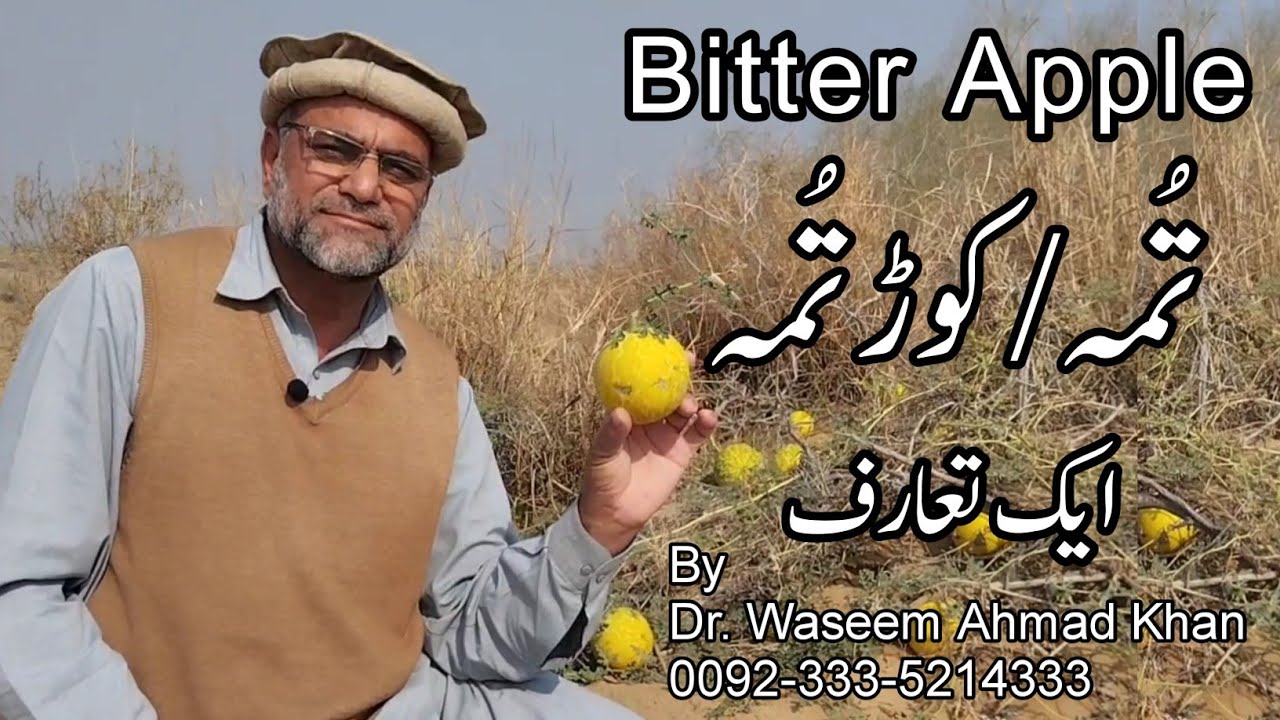 Bitter Apple Benefits and Side Effects Kortuma Ke Fayde Bitter