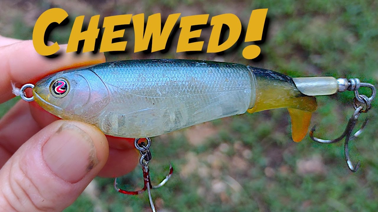 My Topwater Craving Has Gotten The Best Of Me – Fall Bass Fishing Bull Shoals Lake