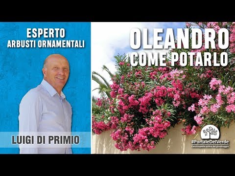 Video: Potatura di ringiovanimento dei cespugli di oleandri - Come tagliare gli arbusti di oleandri troppo cresciuti