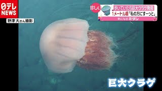 「動くと波が…」１ｍ超の巨大クラゲを発見（2020年9月15日放送『news every.』より）