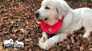 春うららかにお芋とルンルン Great Pyrenees グレートピレニーズ