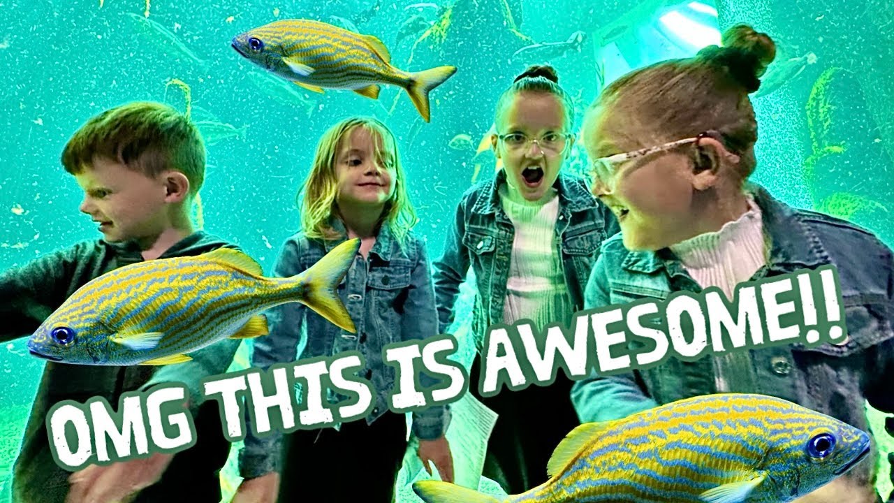 THINGS TO DO IN SCOTLAND | Macduff Marine Aquarium - YouTube