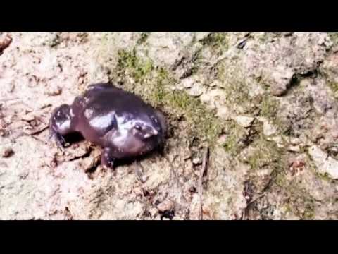 indian-purple-frog-calls