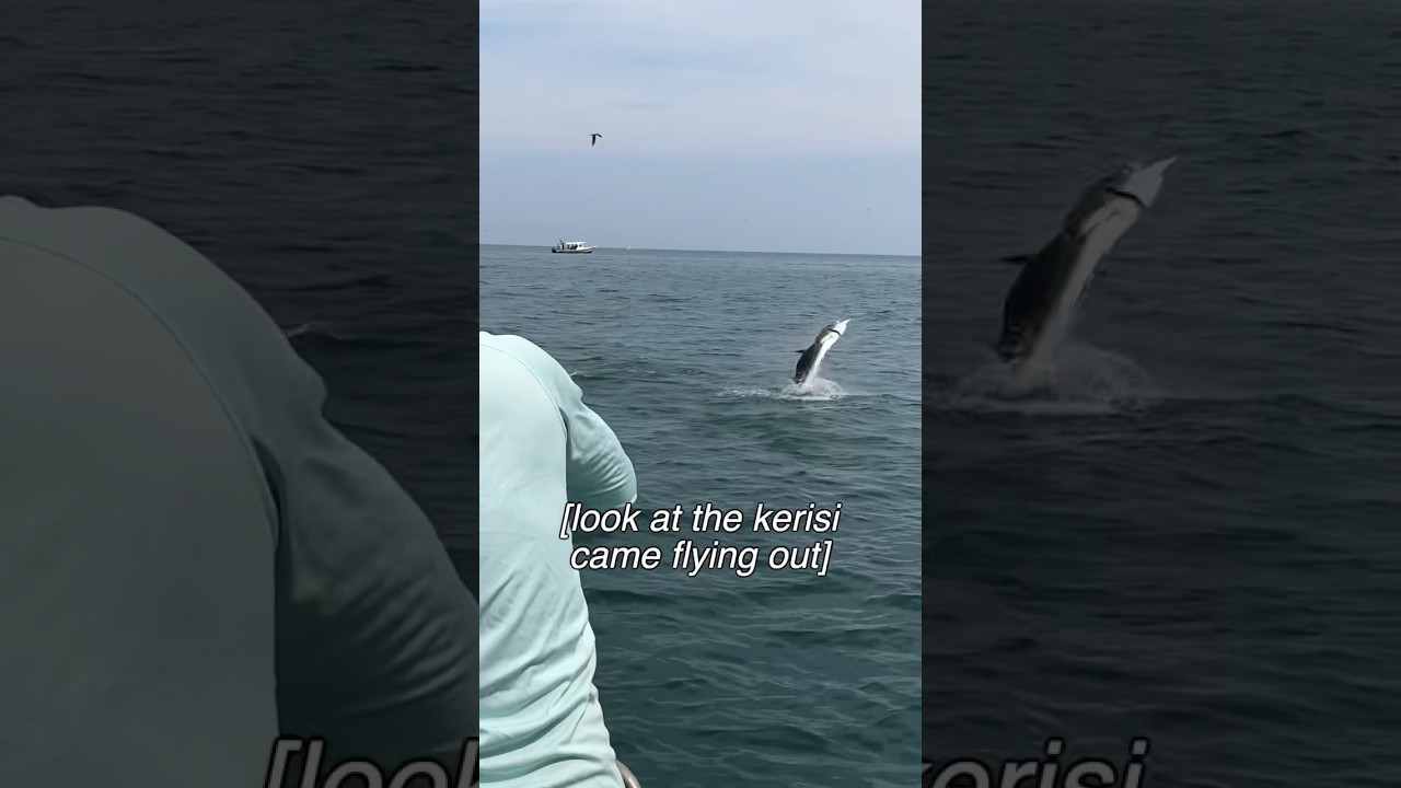 Another Win for the Penn Pursuit 4 (Rompin sailfish fishing)