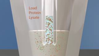 ProteinSimple: Sally Sue: Simple Western