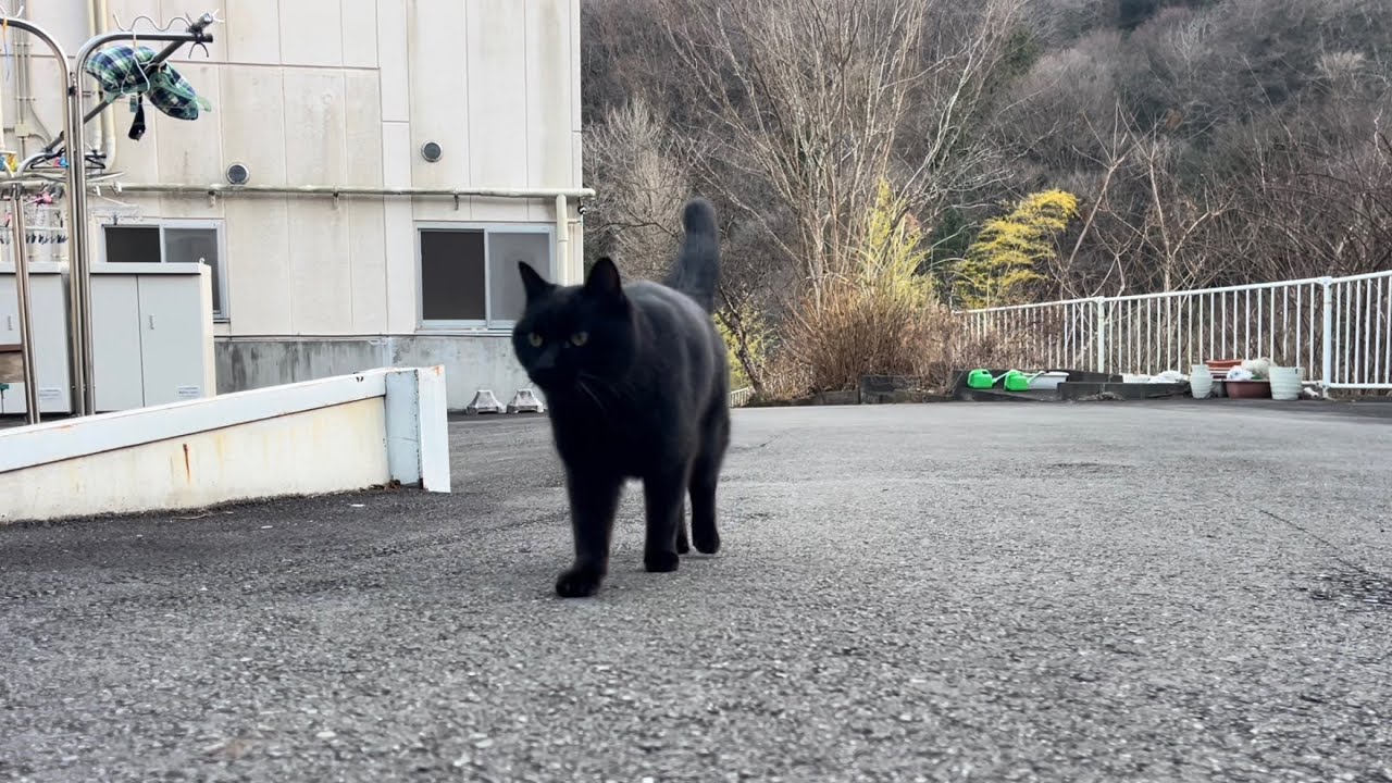 坂道で追いかけてくる黒ねこちゃん No.1106 2026年 1月15日
