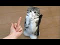 Funniest animals 2022  funniest cats and dogss  part 195  pets world