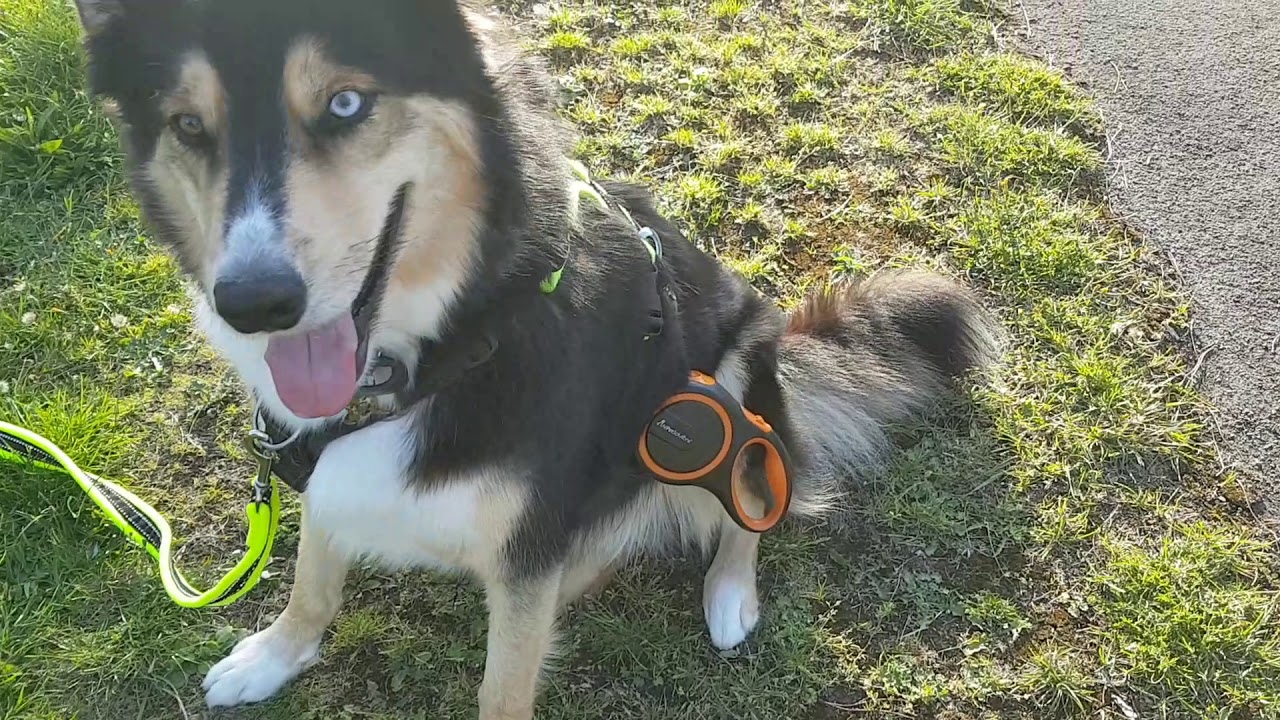 Perfect Fit Harness Review. YouTube