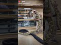اطول حنش بلعالم اشترك بلقناه