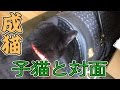 【第23話】成猫と子猫が間近で対面!その時、成猫は・・・(面白い&可愛い子猫)