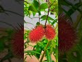 fully ripened rambuttan... 😋 #rambutan #rambutanfruit #nature #fruit #trendingshorts #🌧