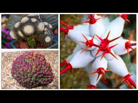 ვიდეო: Cacti: შინაარსის სირთულეები