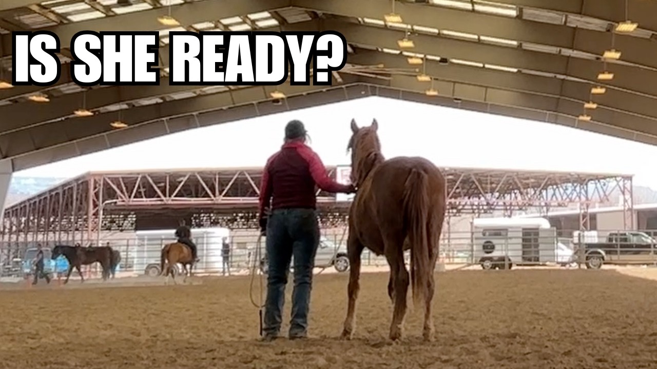 Wild Mustang's first field trip ~ This baby horse did amazing!