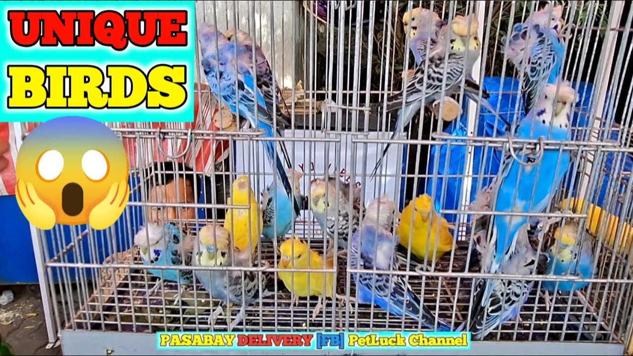 LOVEBIRDS SUPER SALE SA HULONG DUHAT MALABON