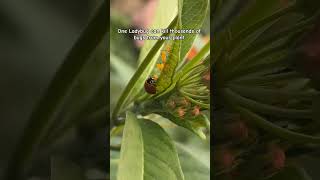 friendly Ladybug #ladybug #bug #insects #youtubeshorts #nature #trending #viral