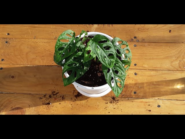giant philodendron Extra Large Philodendron Melanochrysum – Happy Houseplants main image 0