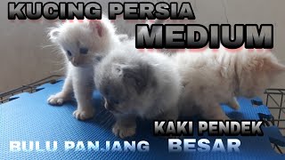 KUCING PERSIA MEDIUM || BULU PANJANG ||BULU KAPAS & LEMBUT.