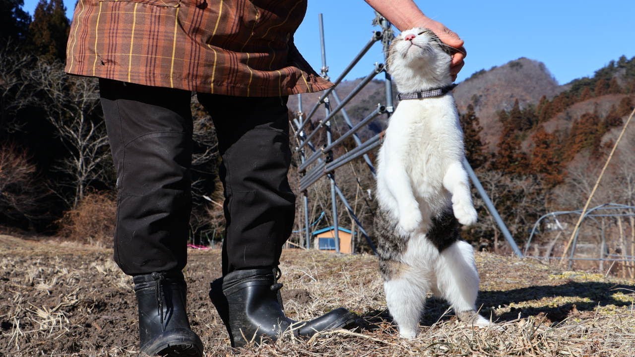 さばじろう散歩 Walk with the cat 260206 - YouTube