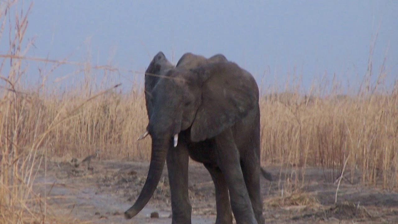 Carefree life / Беззаботная жизнь