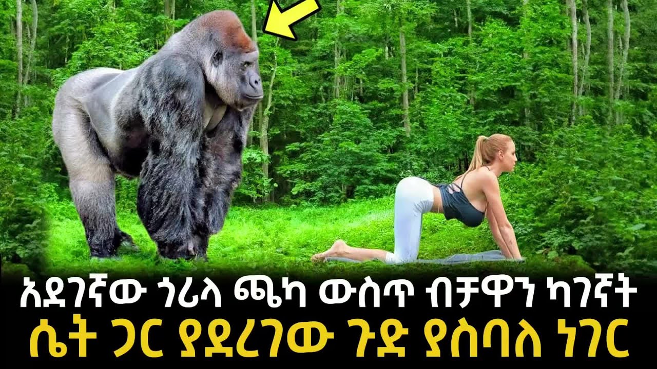 አንድ አደገኛ ጎሪላ ጫካ ውስጥ ብቻዋን ካገኛት ሴት ጋር ያደረገው ጉድ ያስባለ ነገር