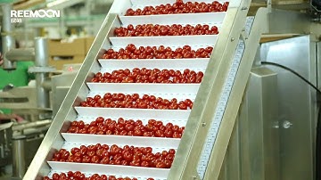 پھل چھانٹنے والی مشین، پھل چھانٹنے کا سامان، چین فیکٹری، قیمت، کارخانہ دار، پھل کی پیداوار لائن