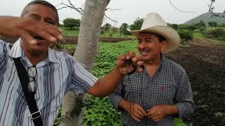 Huitzuco GUERRERO México