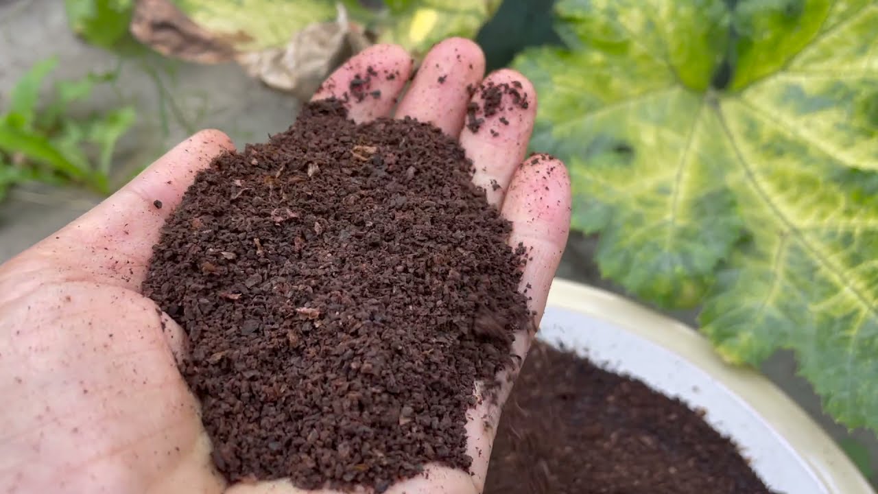 咖啡渣和鸡蛋壳的7个真相｜咖啡渣真的能让蔬菜长更大吗？｜鸡蛋壳真的可以补钙吗？