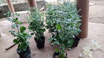 Cây cúc cổ Sơn La chơi Tết hoa nở chuẩn Tết liên hệ 0349683647