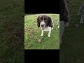 Bring the ball back!