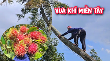 Vua Khỉ cưa hạ gốc hai cây Chôm Chôm Thái và hai cây Dừa ở quê nhà.