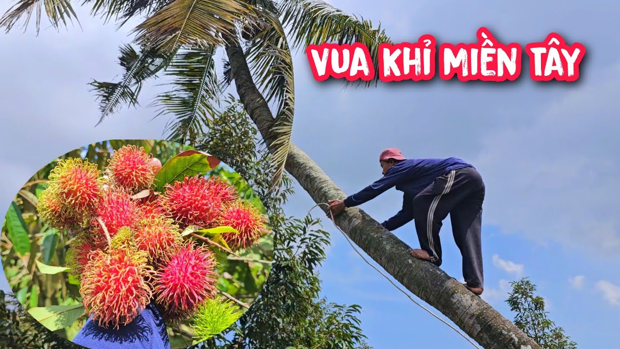 Vua Khỉ cưa hạ gốc hai cây Chôm Chôm Thái và hai cây Dừa ở quê nhà.
