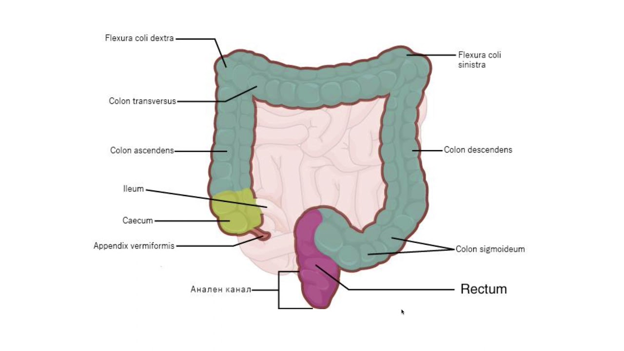 Дебело черво – Intestinum crassum (12:41) ┃teoriyata.com