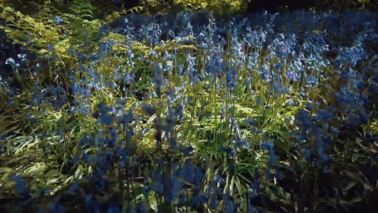 Morning Among The Bluebells YouTube