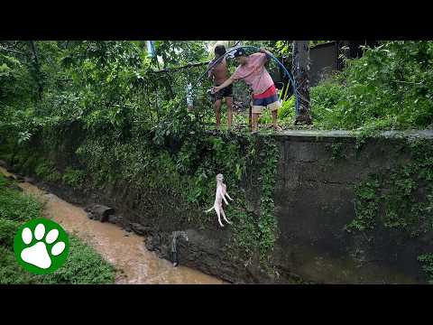 He Was Trapped In The Creek, But Then This Happened