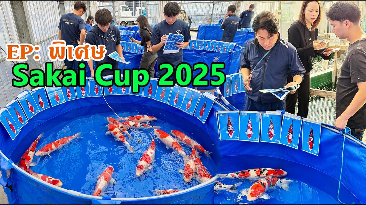 EP: พิเศษ Sakai Cup 2025 ปลาสวยๆ ตัวโตๆ อายุแค่ปีกว่า เวะดูบ่อใหม่ที่ Sakai fish farm