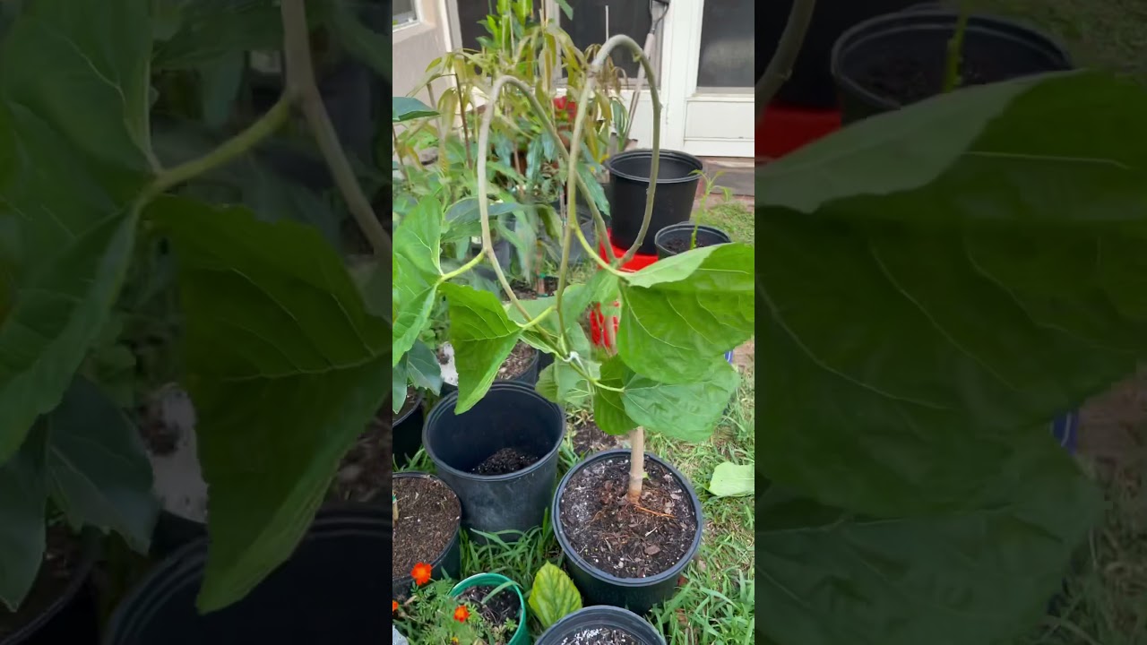 Morus Alba Training - White Mulberry