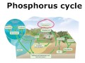 The Phosphorous Cycle: From Rocks to Ecosystems
