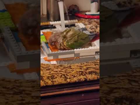 pineapple conure lego bath time