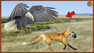 ÁGUIA X RAPOSA - Veja o Que Acontece Quando a águia Ataca Raposas