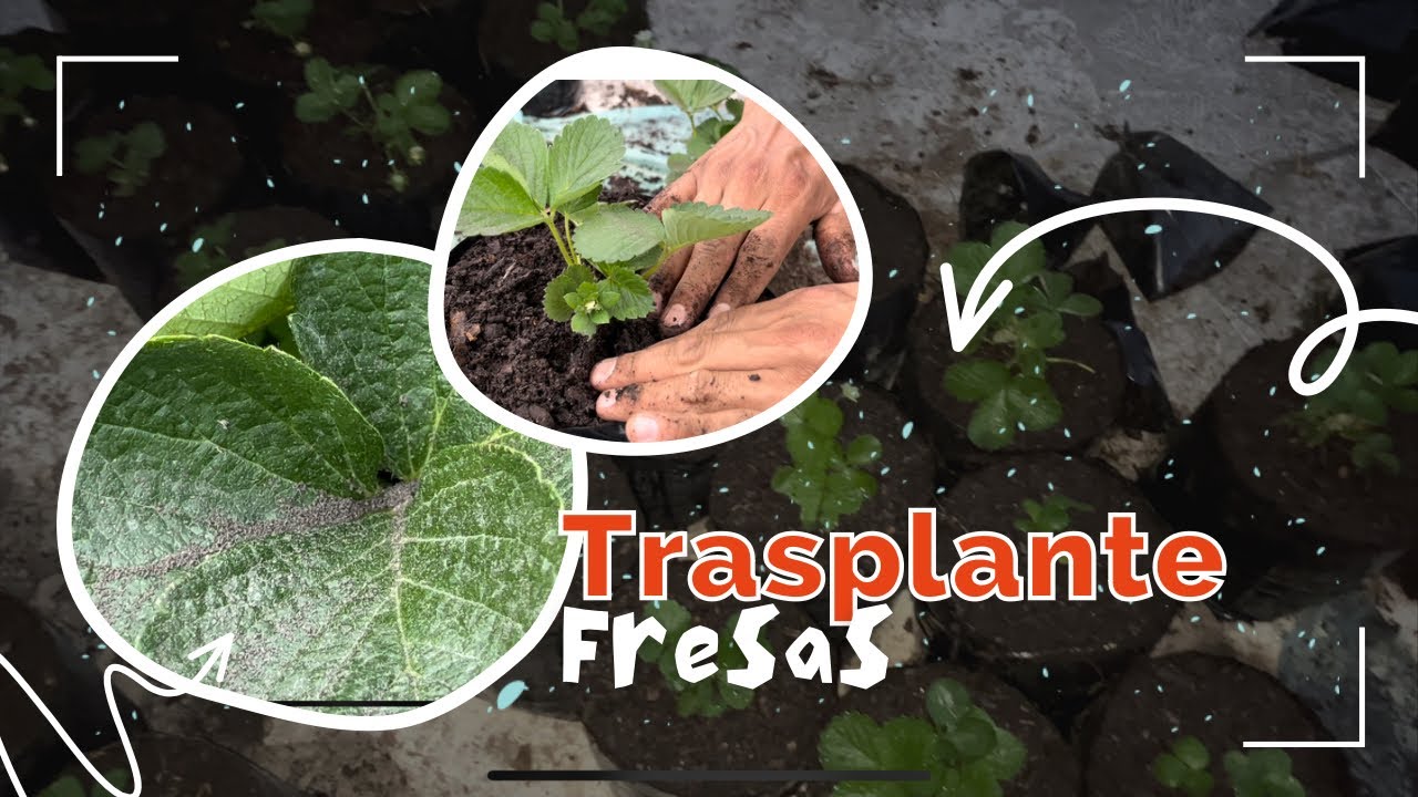 TRASPLANTE de fresas TERMINADO #jardinería #fresas #huerto